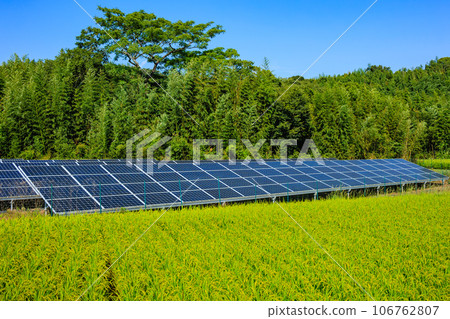 Solar panels and rice about to be harvested 106762807