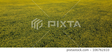 The splendor of a sunflower-strewn farmland is revealed in an aerial view, encapsulating the essence of a hot summer day. The splendor of a sunflower-strewn farmland is revealed in an aerial view, encapsulating the essence of a hot summer day. 106762810