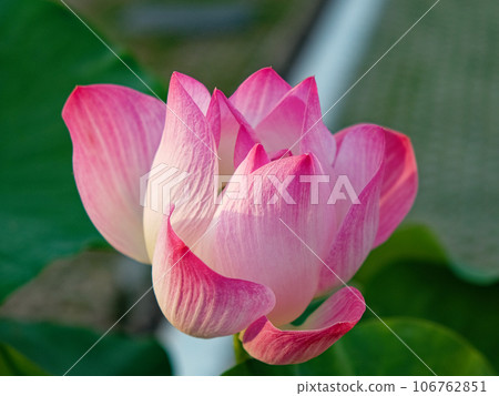 The image presents a close-up of a pink lotus flower in full bloom. The petals, soft pink with a white base. The image presents a close-up of a pink lotus flower in full bloom. The petals, soft pink with a white base. 106762851