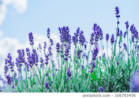 Lavender Field in Sunny Day. A Blissful Expanse of Fragrant Purple Blossoms Amidst Radiant Sunshine 106763456