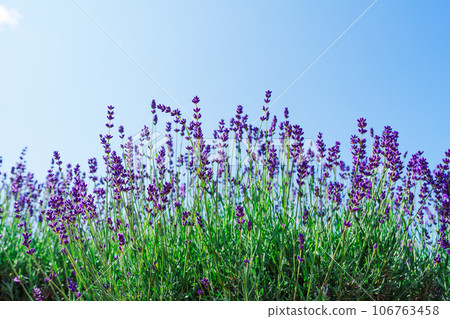 Lavender Field in Sunny Day. A Blissful Expanse of Fragrant Purple Blossoms Amidst Radiant Sunshine 106763458