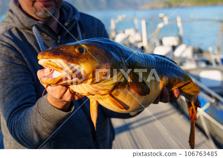 Fisherman with big cod fish. Norwegian fisherman has caught large Cod in Norwegian Fjord islands Fisherman with big cod fish. Norwegian fisherman has caught large Cod in Norwegian Fjord islands 106763485