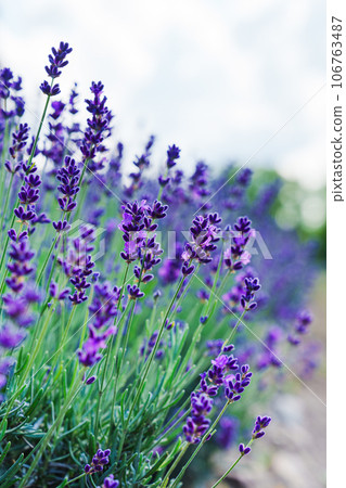 Lavender Field in Sunny Day. A Blissful Expanse of Fragrant Purple Blossoms Amidst Radiant Sunshine Lavender Field in Sunny Day. A Blissful Expanse of Fragrant Purple Blossoms Amidst Radiant Sunshine 106763487