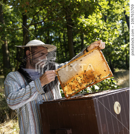 Bees Walking on Honeycomb and Carrying Honey. Macro shot of Domesticated Insect, Beekeeper and Farmers Life. Bees Walking on Honeycomb and Carrying Honey. Macro shot of Domesticated Insect, Beekeeper and Farmers Life. 106763709