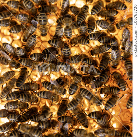 Bees Walking on Honeycomb and Carrying Honey. Macro shot of Domesticated Insect, Beekeeper and Farmers Life. Bees Walking on Honeycomb and Carrying Honey. Macro shot of Domesticated Insect, Beekeeper and Farmers Life. 106763720