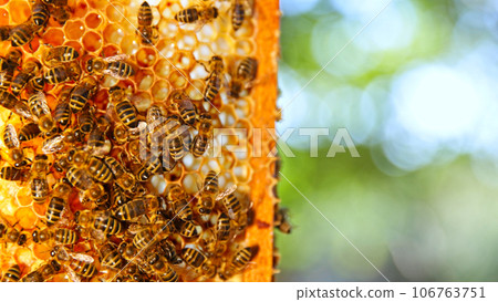 Bees Walking on Honeycomb and Carrying Honey. Macro shot of Domesticated Insect, Beekeeper and Farmers Life. Bees Walking on Honeycomb and Carrying Honey. Macro shot of Domesticated Insect, Beekeeper and Farmers Life. 106763751