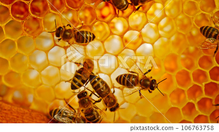 Bees Walking on Honeycomb and Carrying Honey. Macro shot of Domesticated Insect, Beekeeper and Farmers Life. 106763758