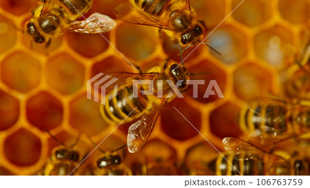 Bees Walking on Honeycomb and Carrying Honey. Macro shot of Domesticated Insect, Beekeeper and Farmers Life. 106763759