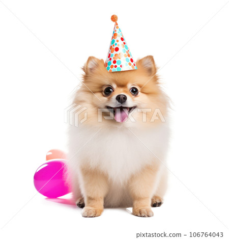 Fluffy dog with birthday cap isolated Fluffy dog with birthday cap isolated 106764043