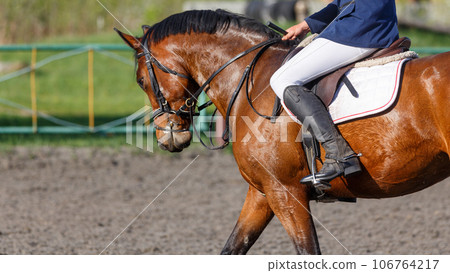 Close up image of bay horse with rider on its back in showjumping event Close up image of bay horse with rider on its back in showjumping event 106764217