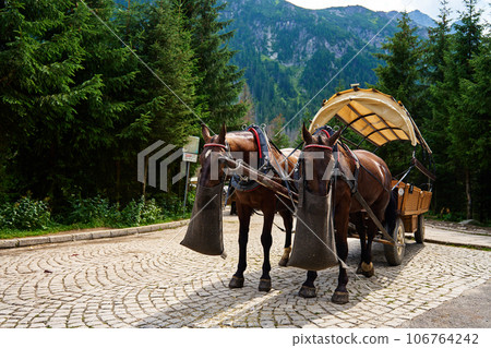 Horse harness with cart in mountain forest. Traditional transport for tourists in Morskie Oko, Poland. Harnessed horses eat food from bags 106764242