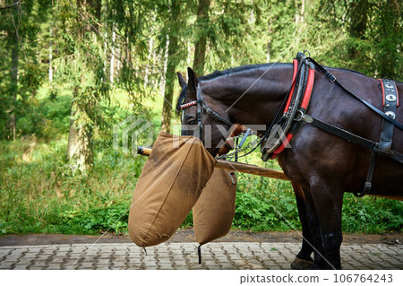 Horse harness with cart in mountain forest. Traditional transport for tourists in Morskie Oko, Poland. Harnessed horses eat food from bags 106764243