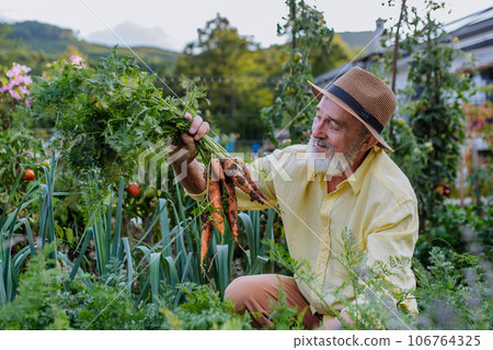 Handsome senior man pulling carrots from the ground, admiring harvest from his own garden. Handsome senior man pulling carrots from the ground, admiring harvest from his own garden. 106764325