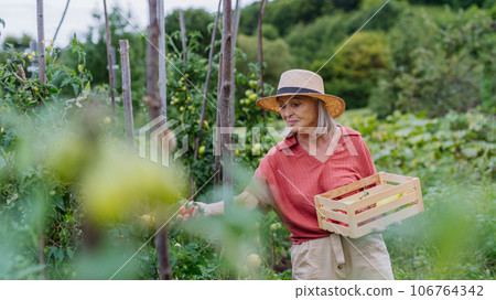 Portrait of a senior woman picking ripe tomatoes from the plants in her own garden. 106764342