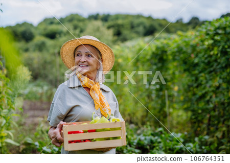 Beautiful senior woman holding a wooden crate filled with the harvested crop. 106764351