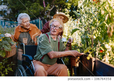 Portrait of senior friends taking care of vegetable plants in urban garden. 106764358