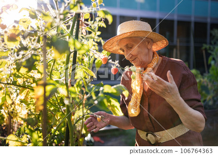 Portrait of senior woman taking care of tomato plants in urban garden. Portrait of senior woman taking care of tomato plants in urban garden. 106764363