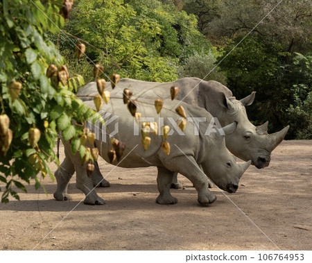 Rhino family in the park Rhino family in the park 106764953