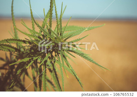 Cannabis leaves close up. Green cannabis tree. Cannabis leaves close up. Green cannabis tree. 106765532