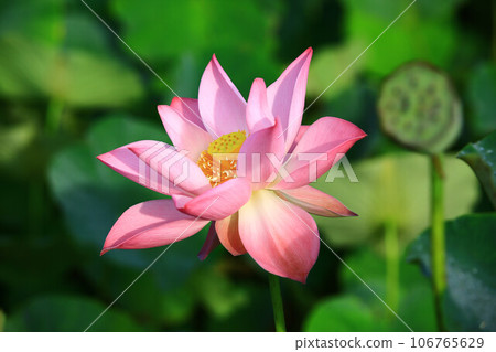 釋放負載花，蓮花，玫瑰花 106765629