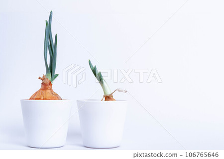 Growing plants in the laboratory. Sprouted green onions on a white background. Pesticides and herbicides and fertilizers for plant nutrition. Growing plants in the laboratory. Sprouted green onions on a white background. Pesticides and herbicides and fertilizers for plant nutrition. 106765646