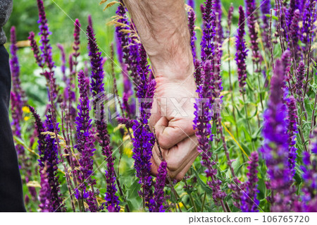 Collection of medicinal herbs. The herbalist collects sage. Herbal treatment. 106765720