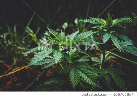 Cannabis bush close-up. Cultivation of hemp fields. Leaves background. 106765864