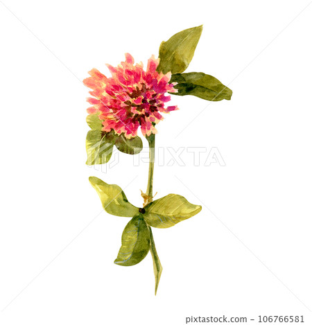 Set of clover isolated on white background. Botanical Illustration in Vintage Style Isolated on White. Summer Wildflowers Floral Decoration. Rustic Wedding Clipart. Lucky Symbol Clover. 106766581
