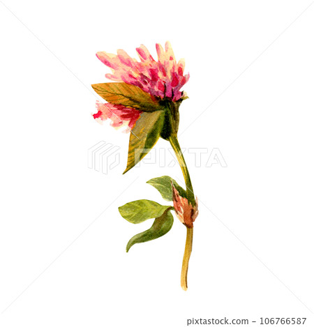 Set of clover isolated on white background. Botanical Illustration in Vintage Style Isolated on White. Summer Wildflowers Floral Decoration. Rustic Wedding Clipart. Lucky Symbol Clover. 106766587