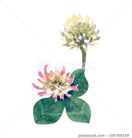 Set of clover isolated on white background. Botanical Illustration in Vintage Style Isolated on White. Summer Wildflowers Floral Decoration. Rustic Wedding Clipart. Lucky Symbol Clover. 106766589