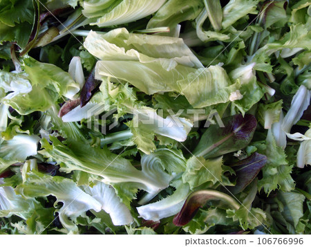 Close up of pile of spring leaf lettuce 106766996
