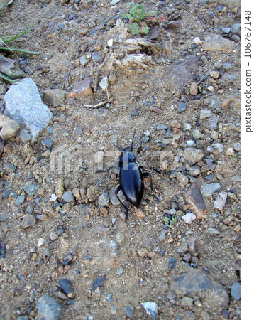 Black beetle bug walks along dirt path Black beetle bug walks along dirt path 106767148