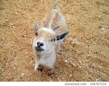 Baby Goat at Petting Zoo Baby Goat at Petting Zoo 106767228