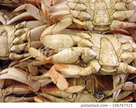 Close up of the underside of San Francisco Dungeness Crabs 106767325