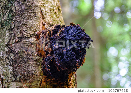 Chaga mushroom on a tree trunk. Birch chaga. Antioxidant, anti-cancer effects. Black growth on the tree. Chaga tea for health. 106767418