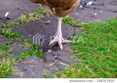 A brown chicken stands on one leg. A healthy diet. Rural idyll 106767420