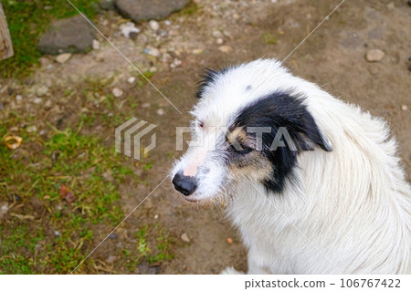 Portrait of a happy country dog. Farm guard Portrait of a happy country dog. Farm guard 106767422