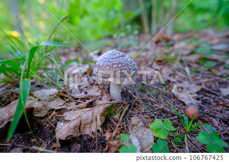 The panther toadstool belongs to the most beautiful, but also the most poisonous, mushrooms in Latvia. She is beautiful but dangerous. The panther toadstool belongs to the most beautiful, but also the most poisonous, mushrooms in Latvia. She is beautiful but dangerous. 106767425