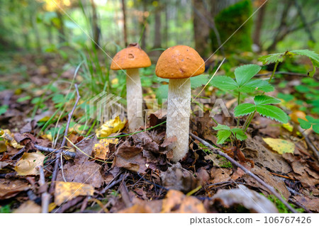 Mushroom in the forest.Mushroom -Boletus edulis in the forest.Little orange-cap boletus, aspen mushroom in the forest close-up 106767426