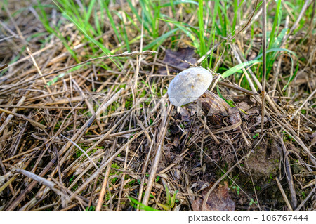 a mushroom growing in a forest meadow with a light cap 106767444
