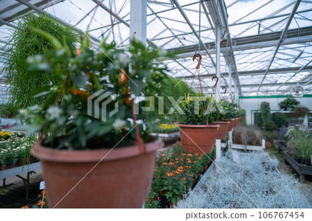 Flowers in a modern greenhouse. Greenhouses for growing flowers. Floriculture industry. Ecological farm. Family business. Potted red hot peppers 106767454