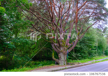 A thick pine tree with many branches. a very old pine in Narva, Estonia. Pine of love 106767536