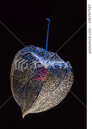 A dried flower on a black background 106767567