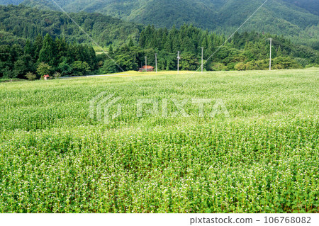 Soba grown in the mountains and terraced rice fields Soba grown in the mountains and terraced rice fields 106768082