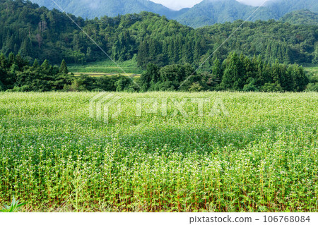 山上和梯田種植的蕎麥麵 106768084