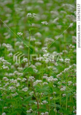 Soba field where white flowers bloomed 106768157