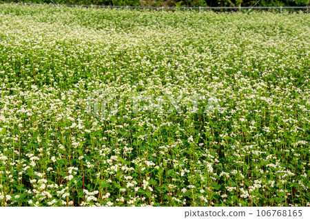 Soba field where white flowers bloomed 106768165