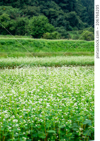 Soba field where white flowers bloomed Soba field where white flowers bloomed 106768205