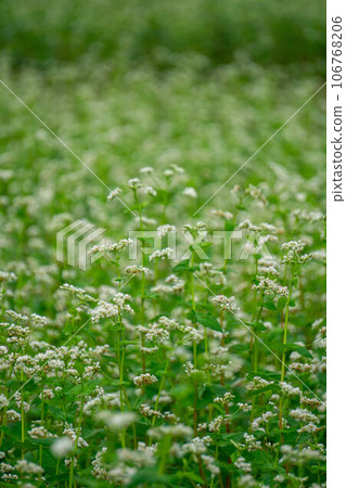 Soba field where white flowers bloomed Soba field where white flowers bloomed 106768206