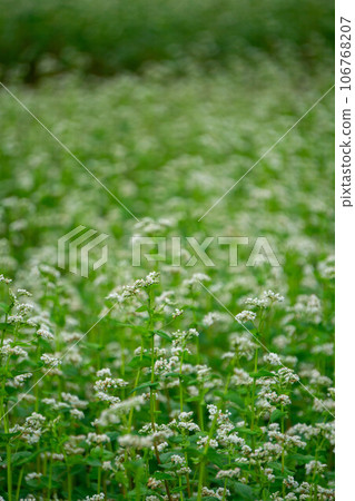 Soba field where white flowers bloomed Soba field where white flowers bloomed 106768207